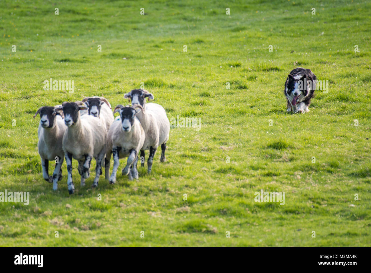 Réductions Border Collie brebis loin de troupeau, Yorkshire, UK Banque D'Images