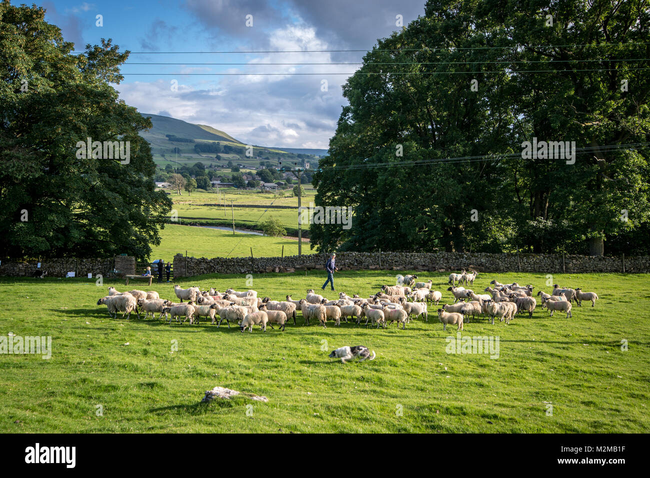Berger mâle balades parmi son troupeau de moutons en pâturage la direction de berger,Yorkshire, UK Banque D'Images