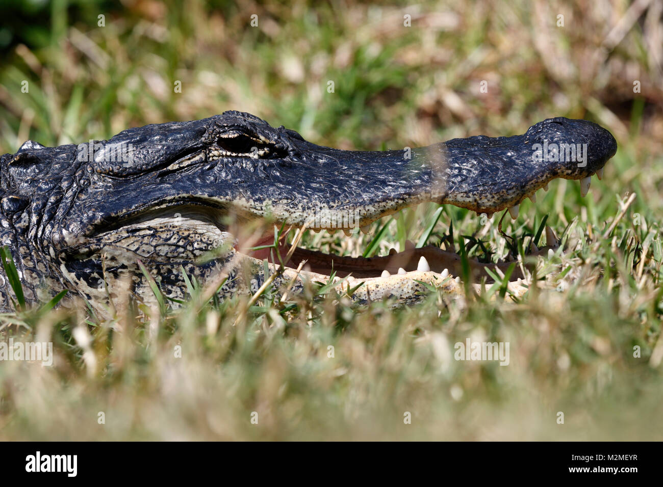 Alligator, les Everglades de Floride Banque D'Images