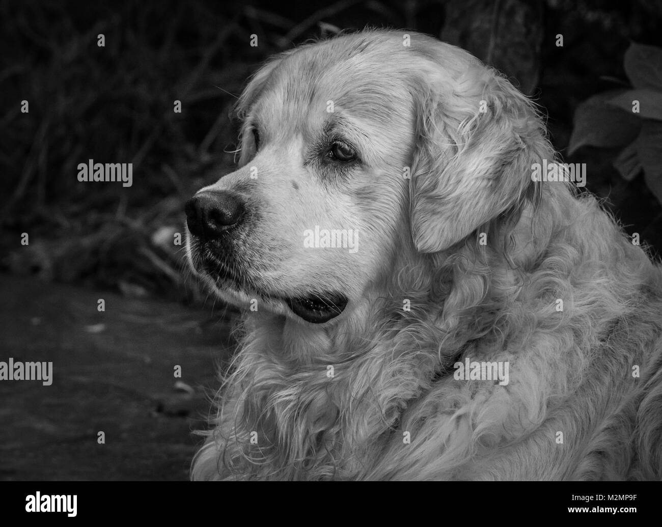 Close-up du meilleur ami de l'homme, le chien, et dans mon cas de mon golden retriever nommé Prince, qui avec leurs regards, expressions, rituels, etc. m Banque D'Images