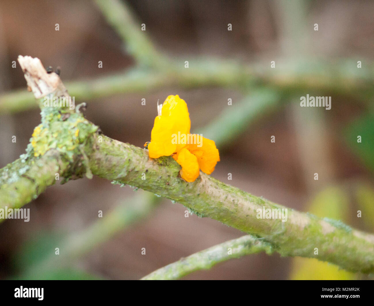 Close up champignon frais Jaune automne hiver de la direction générale des forêts ; l'essex ; Angleterre ; uk Banque D'Images