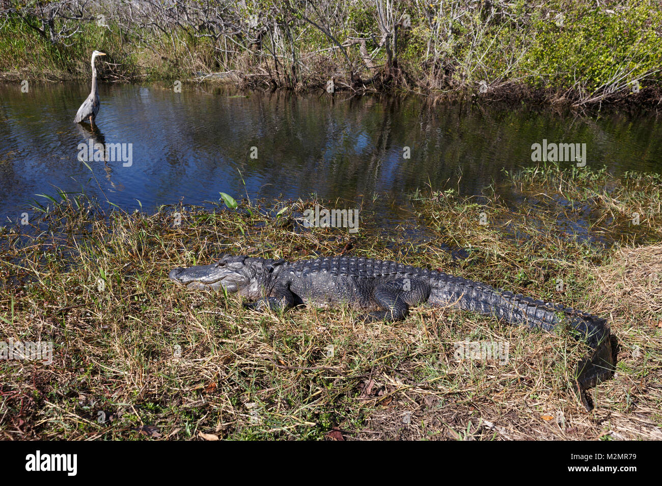 Alligator et Grand Héron ensemble, Paysage, Panoramique Everglades de Floride au Shark Valley Banque D'Images