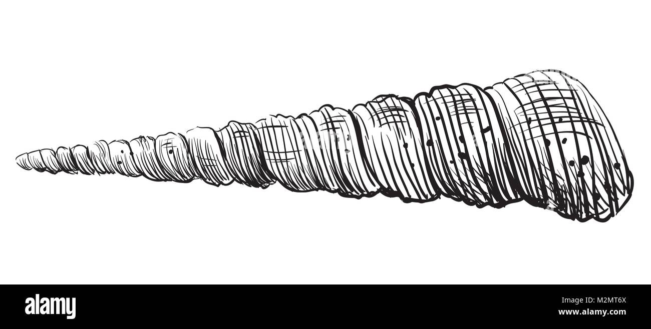 Dessin à la main coquillage. Vector illustration monochrome de coquillage (conque) isolé sur fond blanc. Illustration de Vecteur