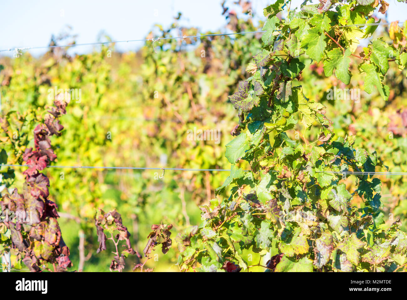 Vignoble verdoyant des lignes pendant l'automne, l'été, l'automne à Virginia campagne avec de gros plan sur les feuilles de vignes à sec des fils de câblage pendaison Banque D'Images