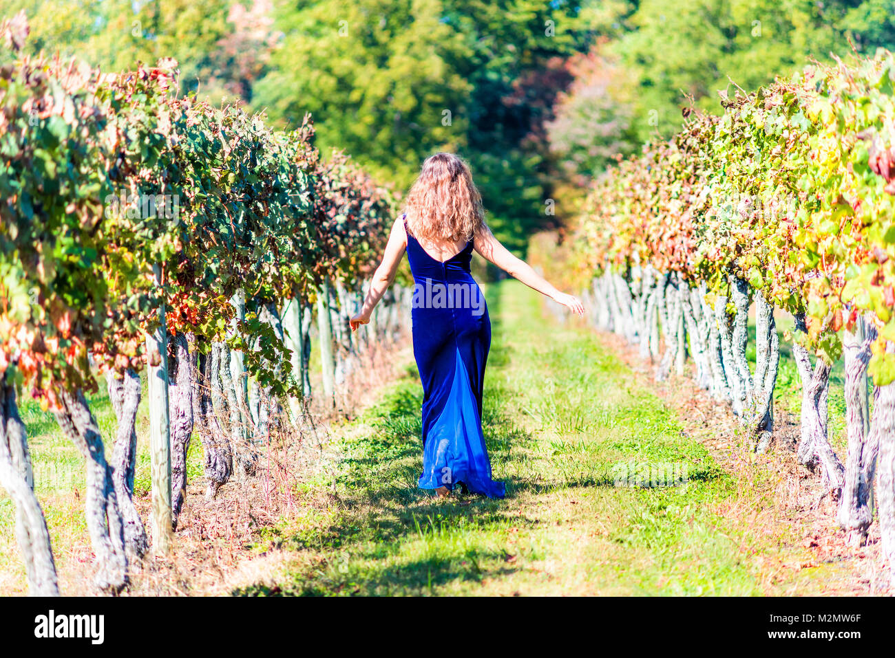 Jeune femme élégante en robe de velours bleu par vineyard winery feuilles de vigne vert sec rouge en Virginie, retour Banque D'Images