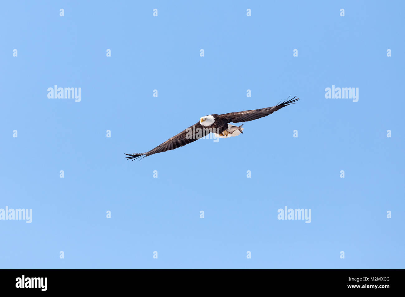 Aigle à tête blanche volant avec des poissons à Lock & Dam 18 à Gladstone, Illinois. Banque D'Images