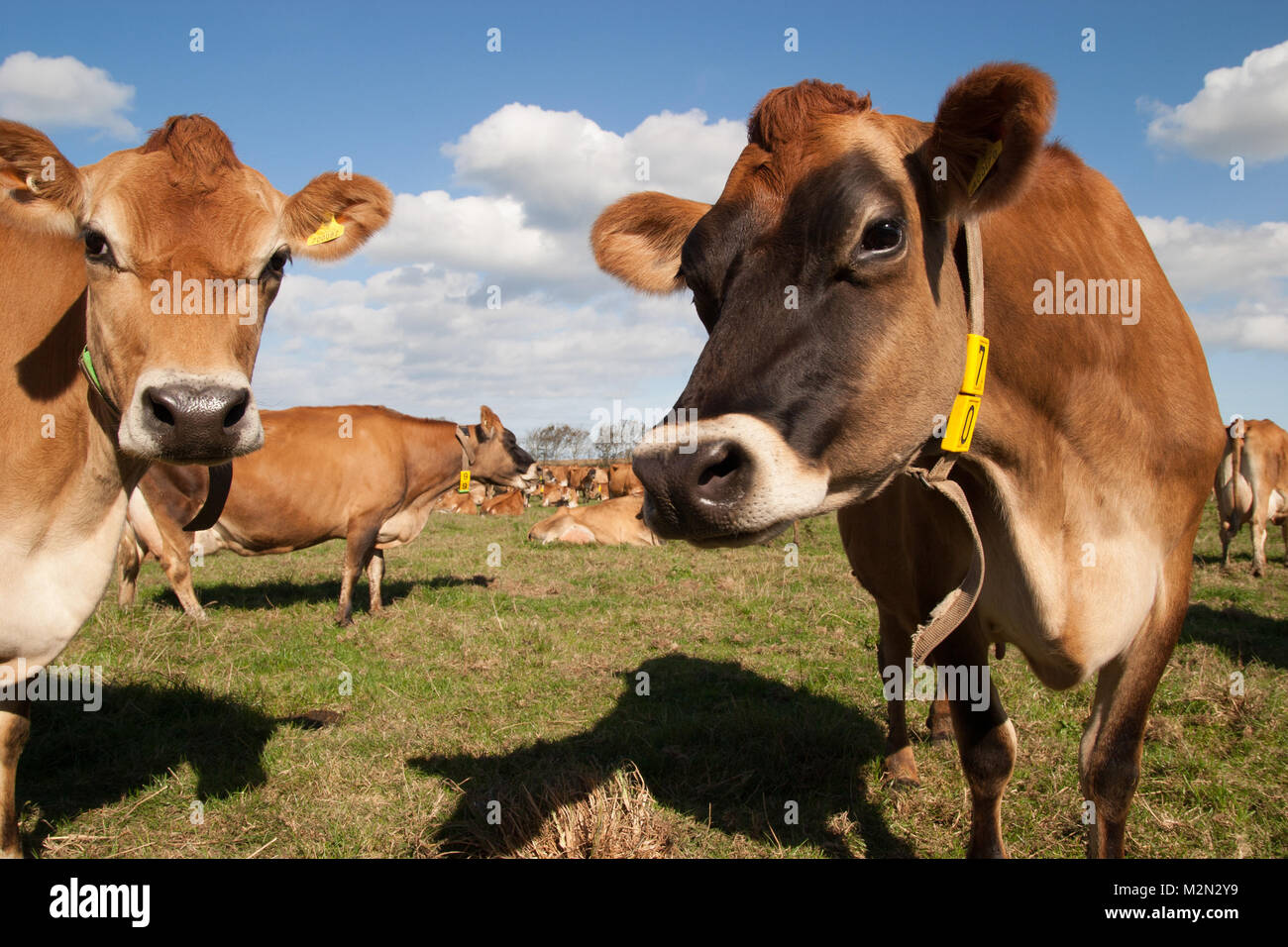 Vaches de Jersey, considéré comme connu pour leur haute teneur en matières grasses et où la production laitière, Jersey, Channel Islands Banque D'Images