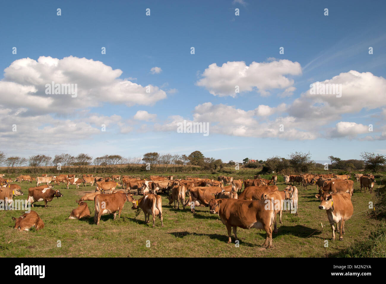 Vaches de Jersey, considéré comme connu pour leur haute teneur en matières grasses et où la production laitière, Jersey, Channel Islands Banque D'Images