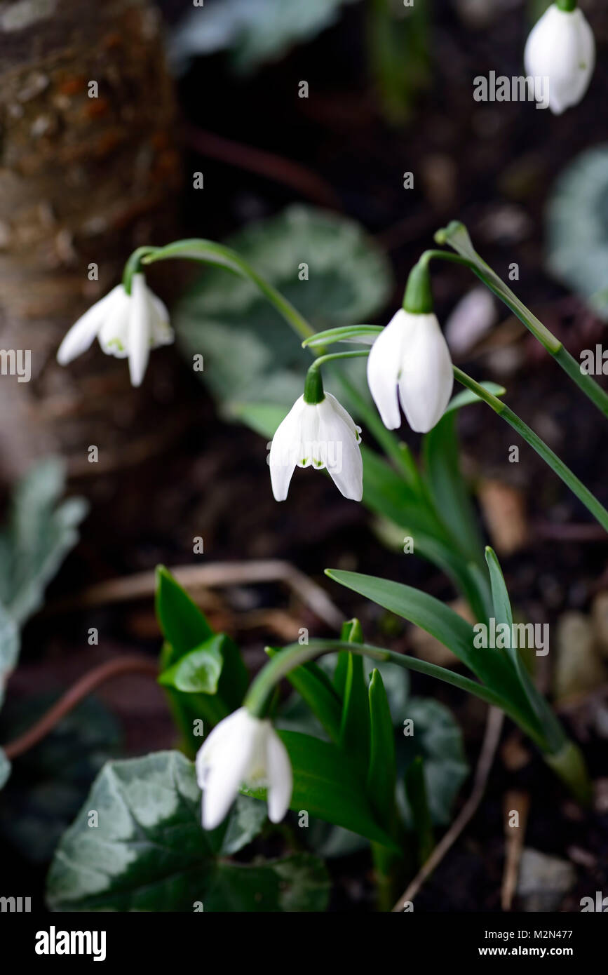 Galanthus dame beatrix stanley, double,snowdrop,blanc,fleurs,fleurs,marquage vert,perce-neige,printemps,fleurs,fleurs,fleurs fleur double double,RM F Banque D'Images