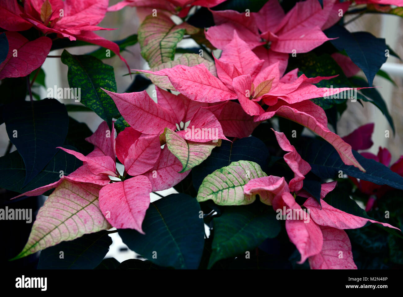 Euphorbia pulcherrima poinsettia noël sentiments fantasy,rose,fleurs,fleurs,fleurs,DE,Noël,Noël,associé associé,temps,plante, plantes, Banque D'Images