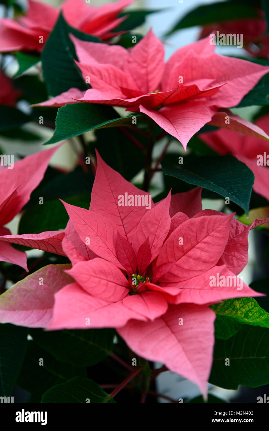 Euphorbia pulcherrima poinsettia,rose,majestueux,rose,fleurs,fleurs,fleurs,Noël,Noël,associé associé temps,plant, de plantes florales,RM Banque D'Images