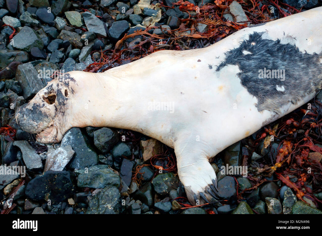 De bébés phoques morts échoués sur la plage unique sur l'île de Mull Banque D'Images