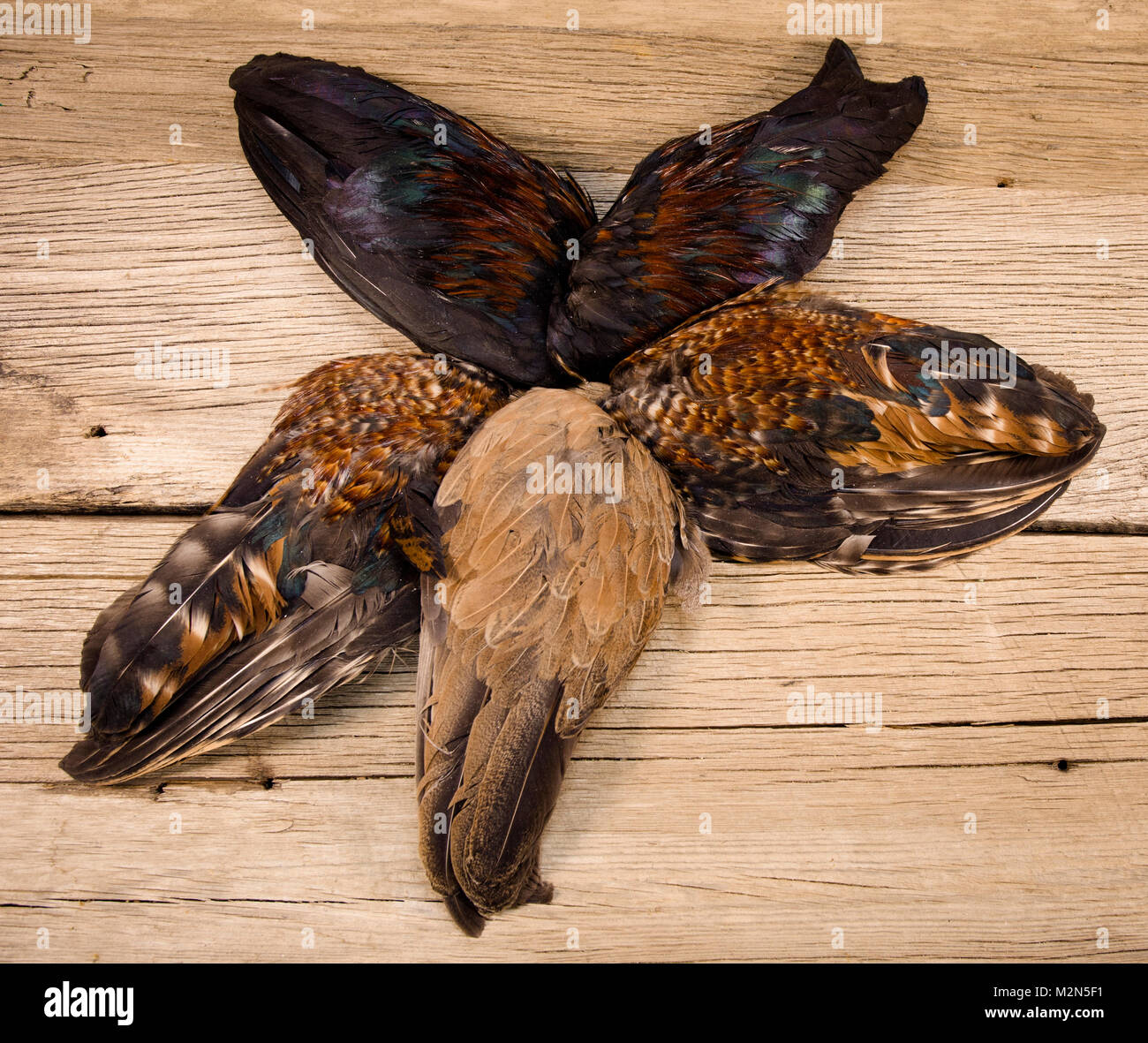 Coq et poule supérieure tectrices des ailes de poulet coq et poule peut être utilisée pour les mouches hackle. Les plumes et les courbes délicates et nicly e Banque D'Images