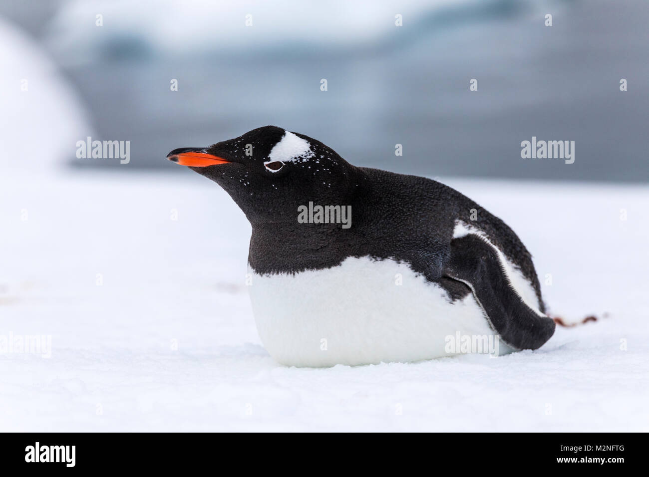 Gentoo pingouin à longue queue ; Pygoscelis papua ; Cuverville Island, Antarctica Banque D'Images