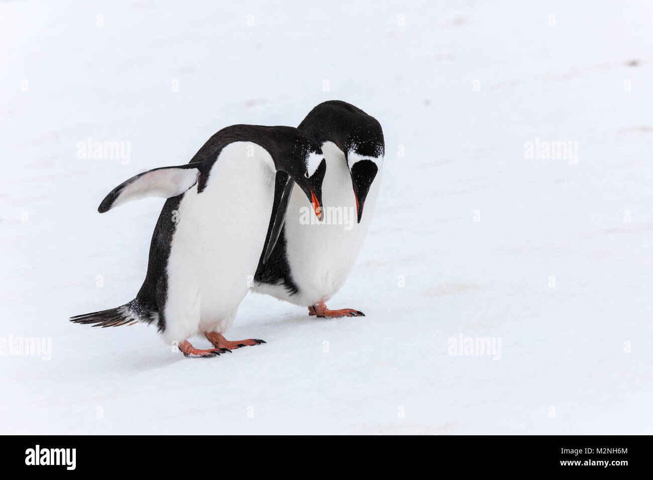 Gentoo pingouin à longue queue ; Pygoscelis papua ; Cuverville Island, Antarctica Banque D'Images