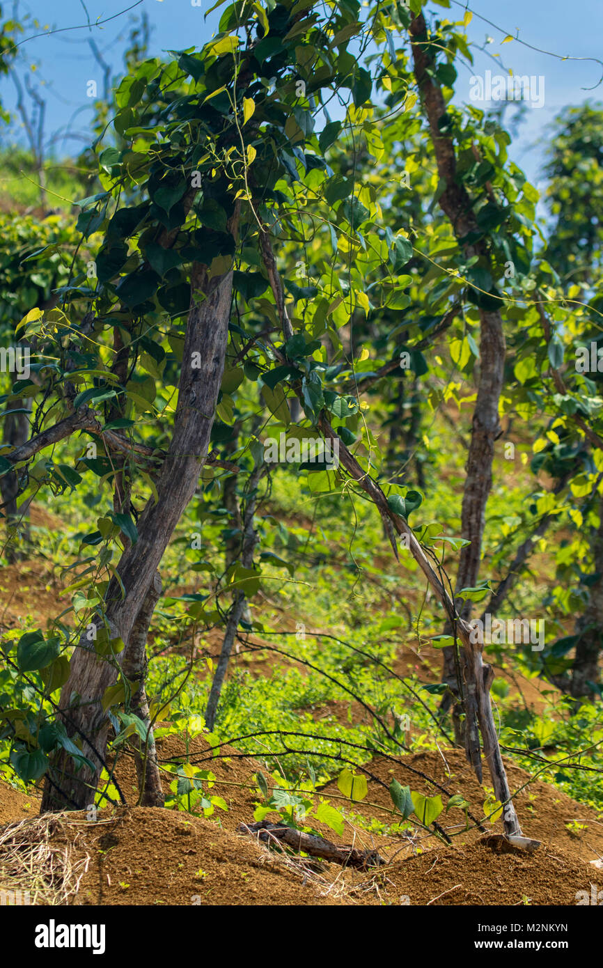 L'igname de maturation sur leur vigne piquets dans le soleil de Manchester, Jamaïque, Antilles, Caraïbes Banque D'Images