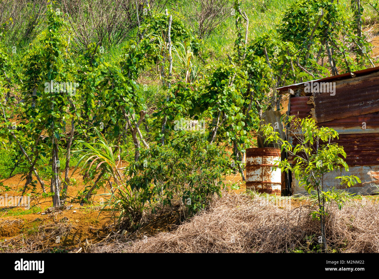 L'igname de maturation sur leur vigne piquets dans le soleil de Manchester, Jamaïque, Antilles, Caraïbes Banque D'Images