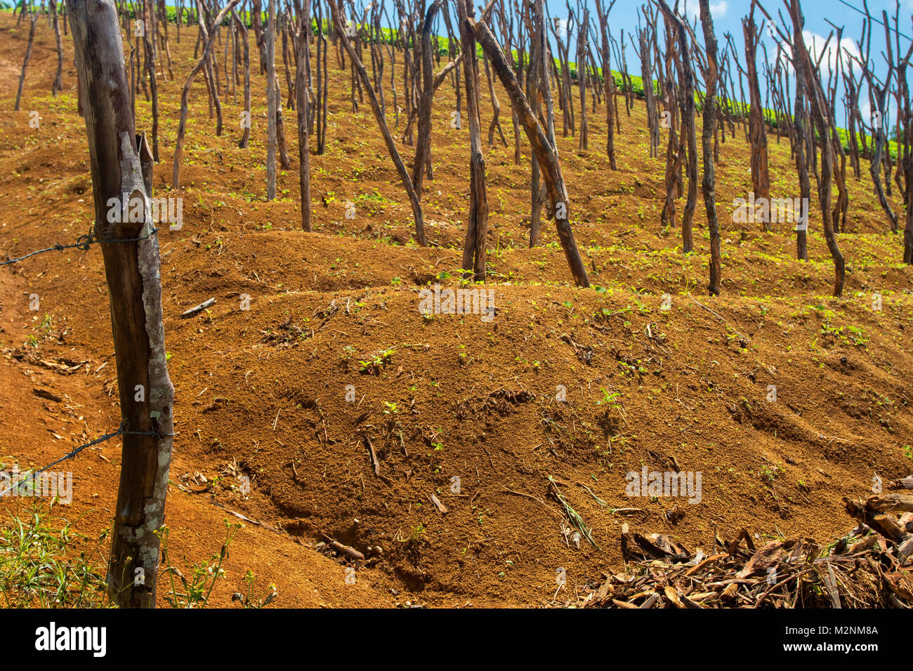 Bâtonnets de l'igname en attente de vignes sous le soleil de la Jamaïque glorieux, paroisse de Manchester, Jamaïque, Antilles, Caraïbes Banque D'Images