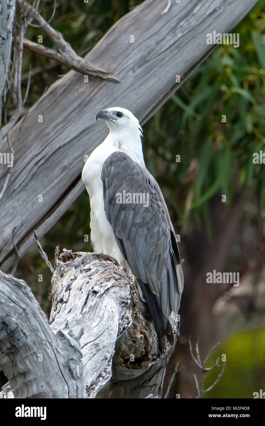 L'aigle de mer à ventre blanc, Haliaeetus leucogaster à Bruny Island, Tasmanie, Australie Banque D'Images