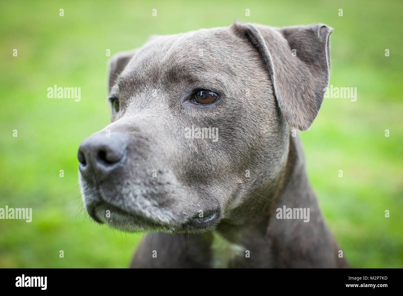 Staffordshire Bull Terrier Banque D'Images