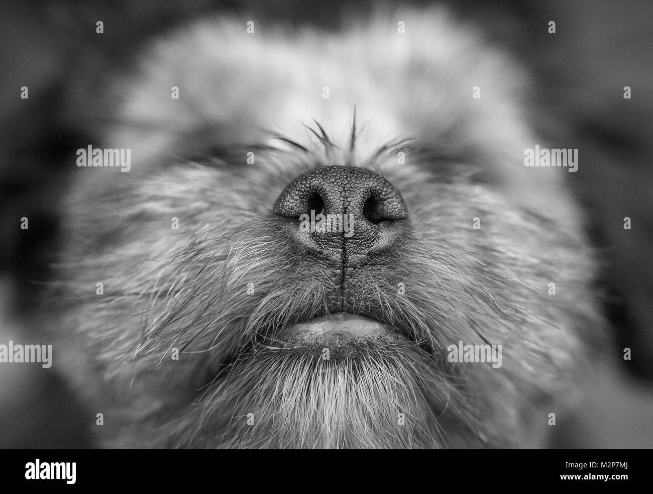 Close up de Shih Tzu puppy's nose Banque D'Images
