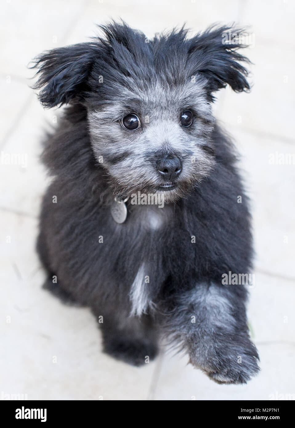 Petit fluffy puppy Banque D'Images