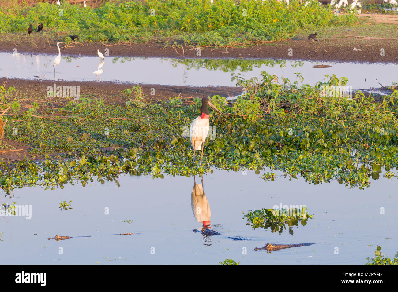 Cigogne Jabiru oiseau sur la nature du Pantanal, Brésil. La faune du Brésil Banque D'Images