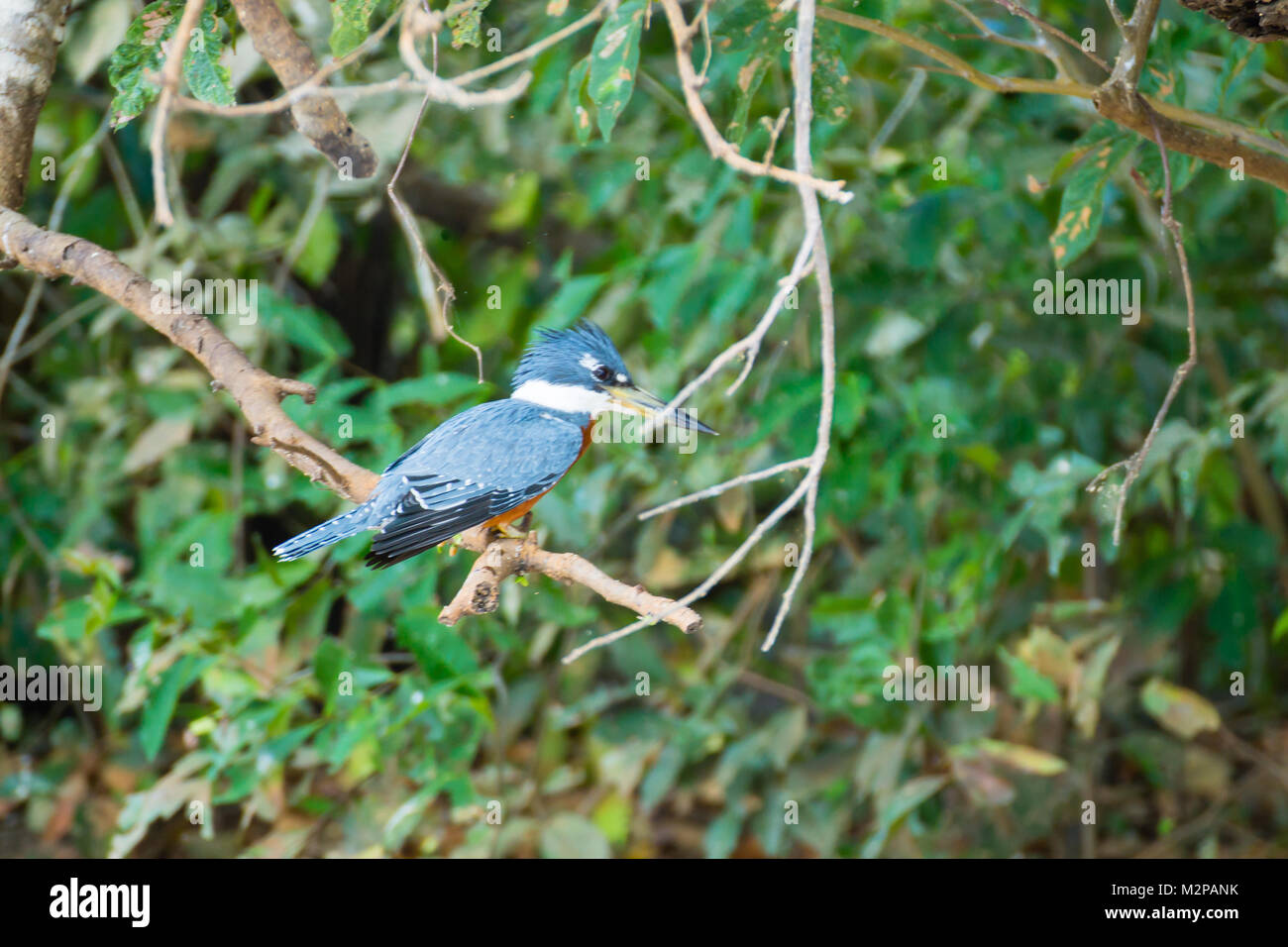 Ringed kingfisher sur la nature du Pantanal, Brésil. La faune du Brésil Banque D'Images
