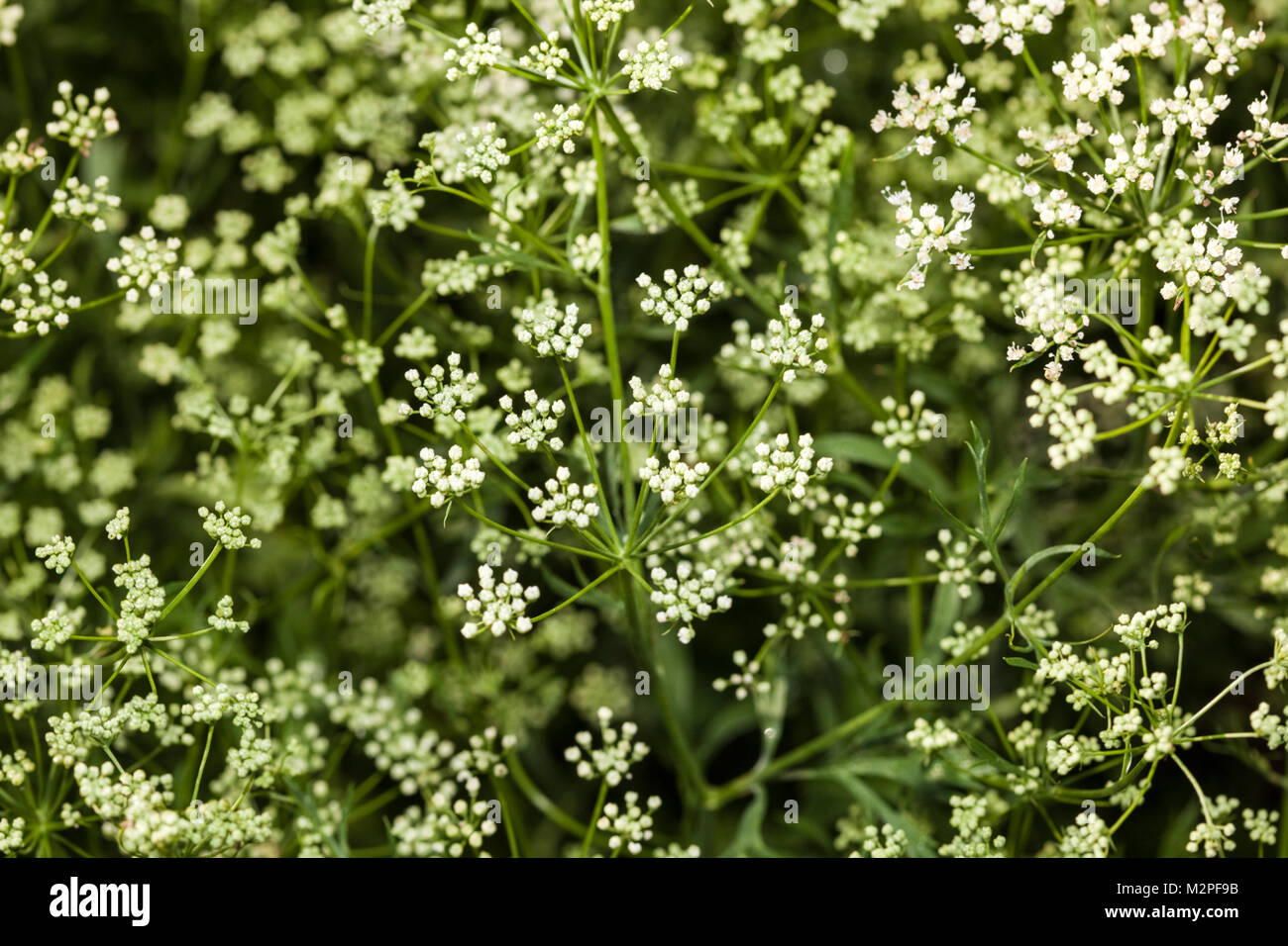L'anis, anis (Pimpinella anisum) Banque D'Images