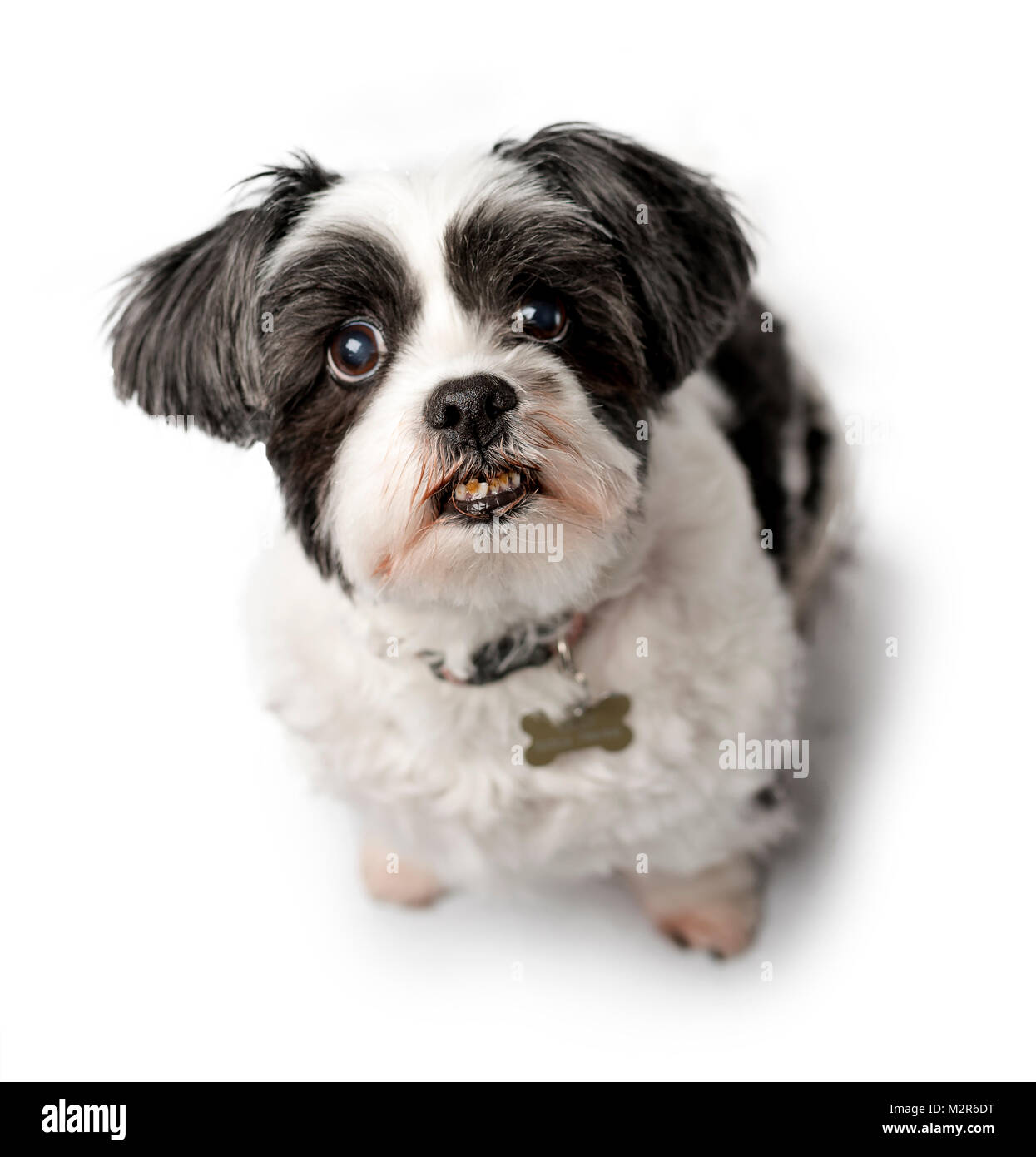 Mignon, adorable et câline noir ou gris et blanc chien Lhassa Apso isolé sur un fond blanc pur studio Banque D'Images