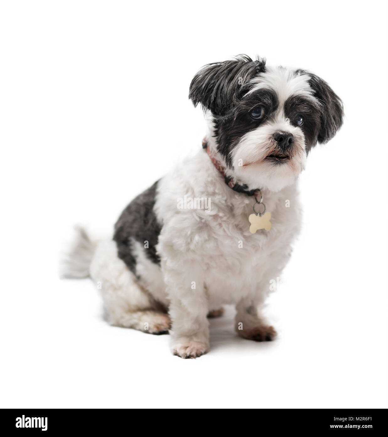 Mignon, adorable et câline noir ou gris et blanc chien Lhassa Apso isolé sur un fond blanc pur studio Banque D'Images