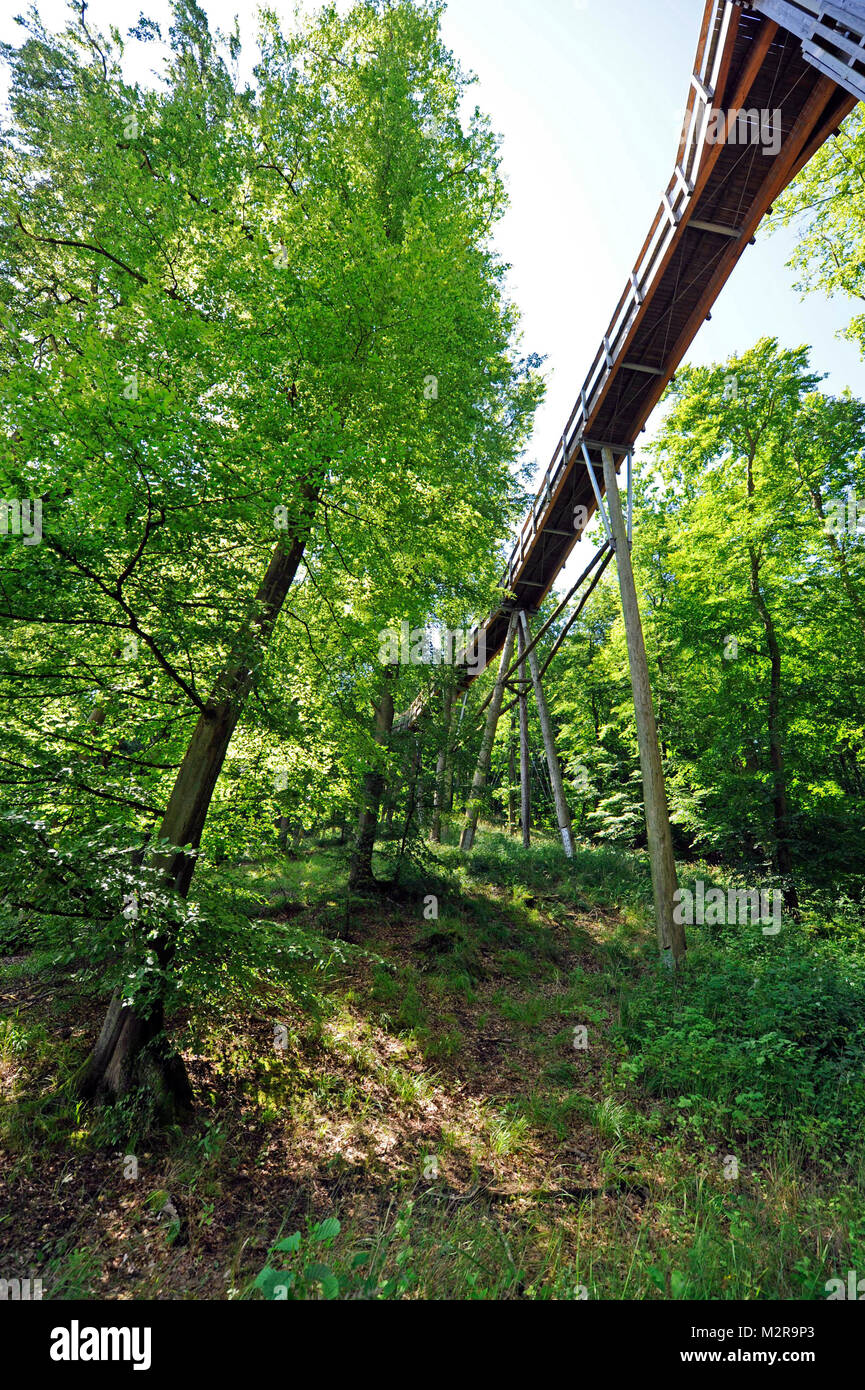 Baumwipfelpfad' (chemin) sans obstacles dans la nature héritier centre de l'île Rügen avec la maison forestière, Prora Mecklembourg-Poméranie-Occidentale, Allemagne Banque D'Images