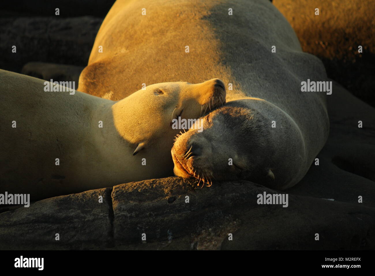 Les lions de mer au coucher du soleil à dormir dans le La Jolla Cove, San Diego, Californie. Février 2018 Banque D'Images