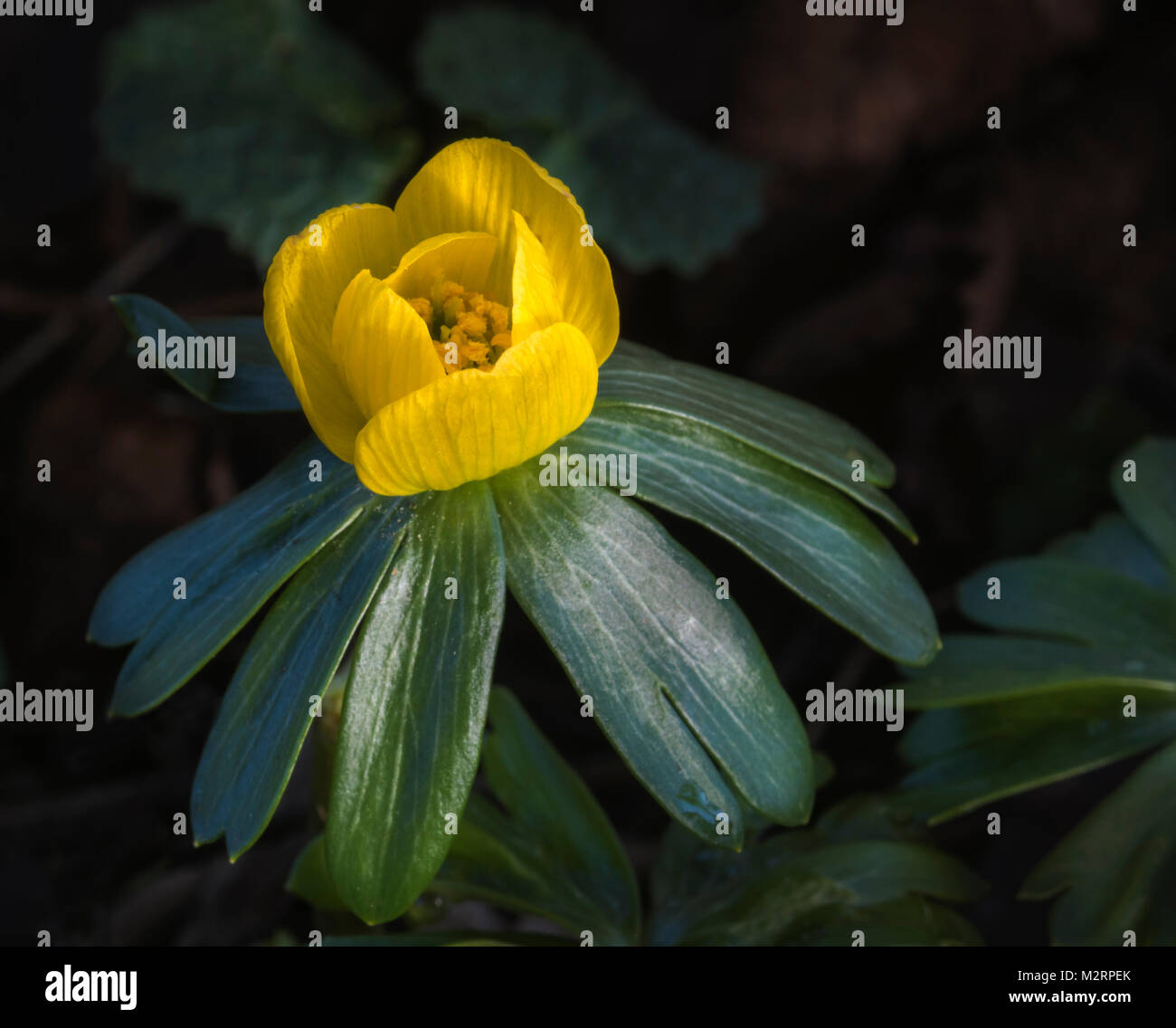 Aconit d'hiver (Eranthis hyemalis) Banque D'Images