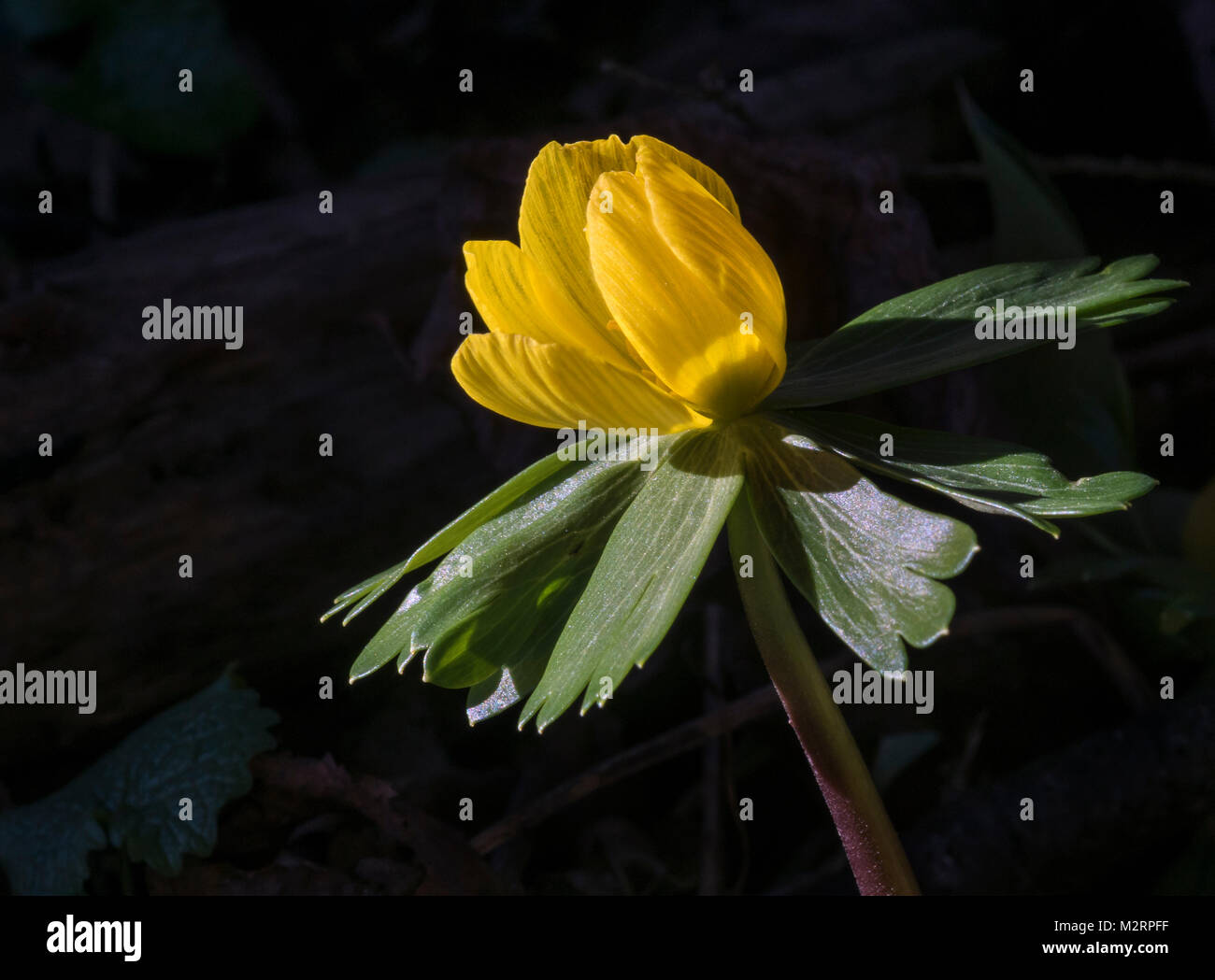 Aconit d'hiver (Eranthis hyemalis) Banque D'Images