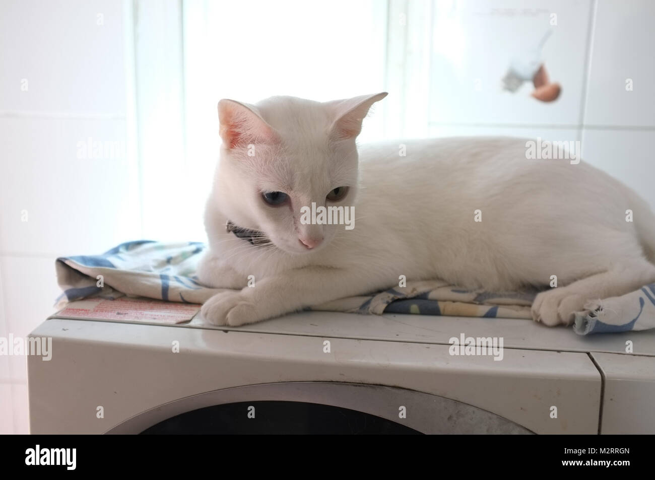 Les chats Siamois blanc pur visage. Le chat a les yeux impairs un golden eye et un bleu. Animal mignon Concept Banque D'Images