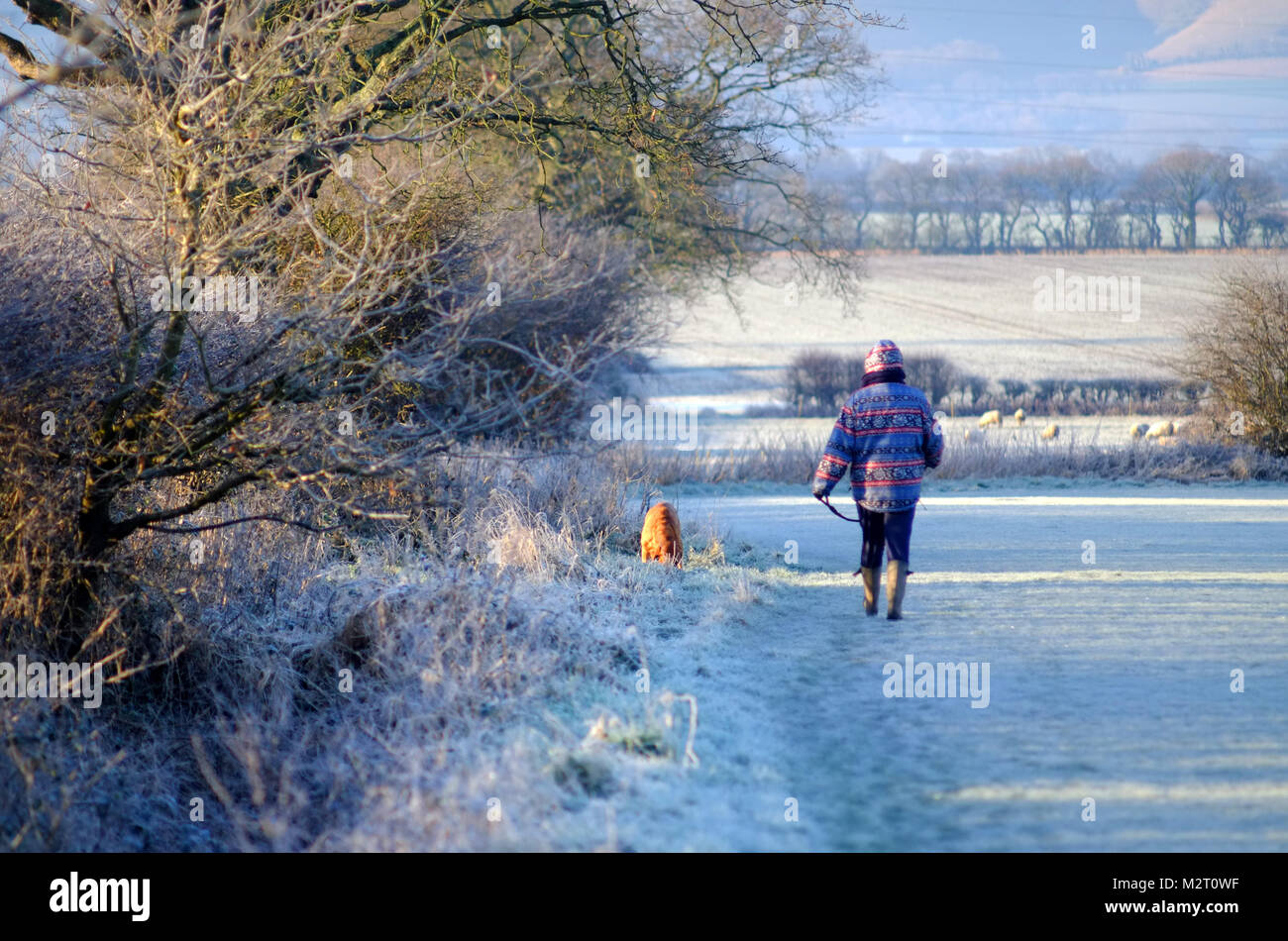 Chalvington, UK. 8e février 2018. Les promeneurs de chiens par un beau matin glacial et à Chalvington, East Sussex, comme le froid se poursuit. Crédit : Peter Cripps/Alamy Live News Banque D'Images