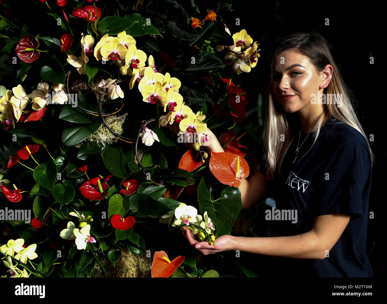 London UK 8 février 2018 Kew gardens se préparer pour le 23h Festival annuel Kew Gardens Orchid.Jennie Forgie de Kew Gradens organiser l'orchidée avant l'ouverture en fin de semaine. crédit : Paul Quezada-Neiman/Alamy Live News Banque D'Images