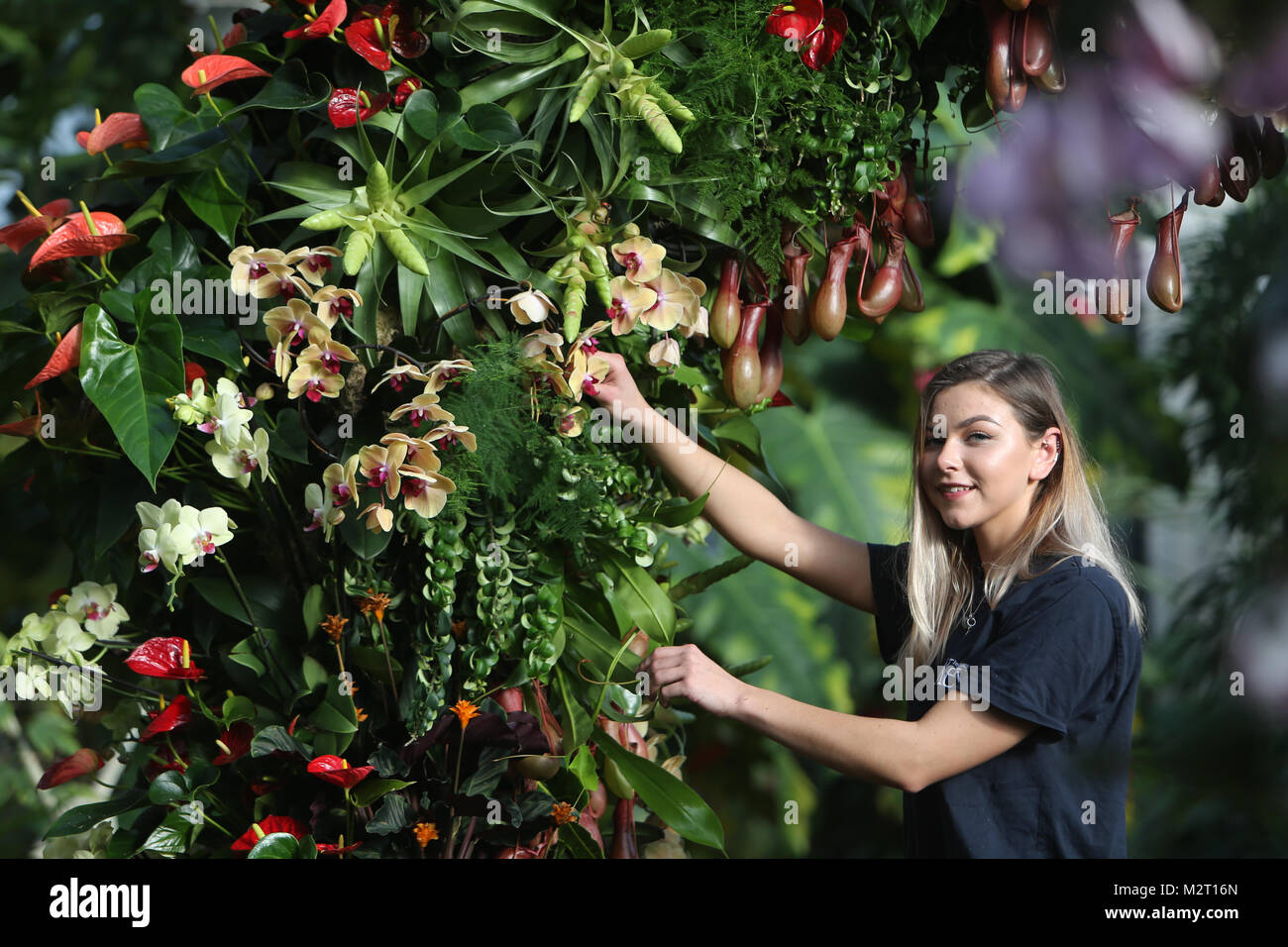 London UK 8 février 2018 Kew gardens se préparer pour le 23h Festival annuel Kew Gardens Orchid.Jennie Forgie de Kew Gradens organiser l'orchidée avant l'ouverture en fin de semaine. crédit : Paul Quezada-Neiman/Alamy Live News Banque D'Images