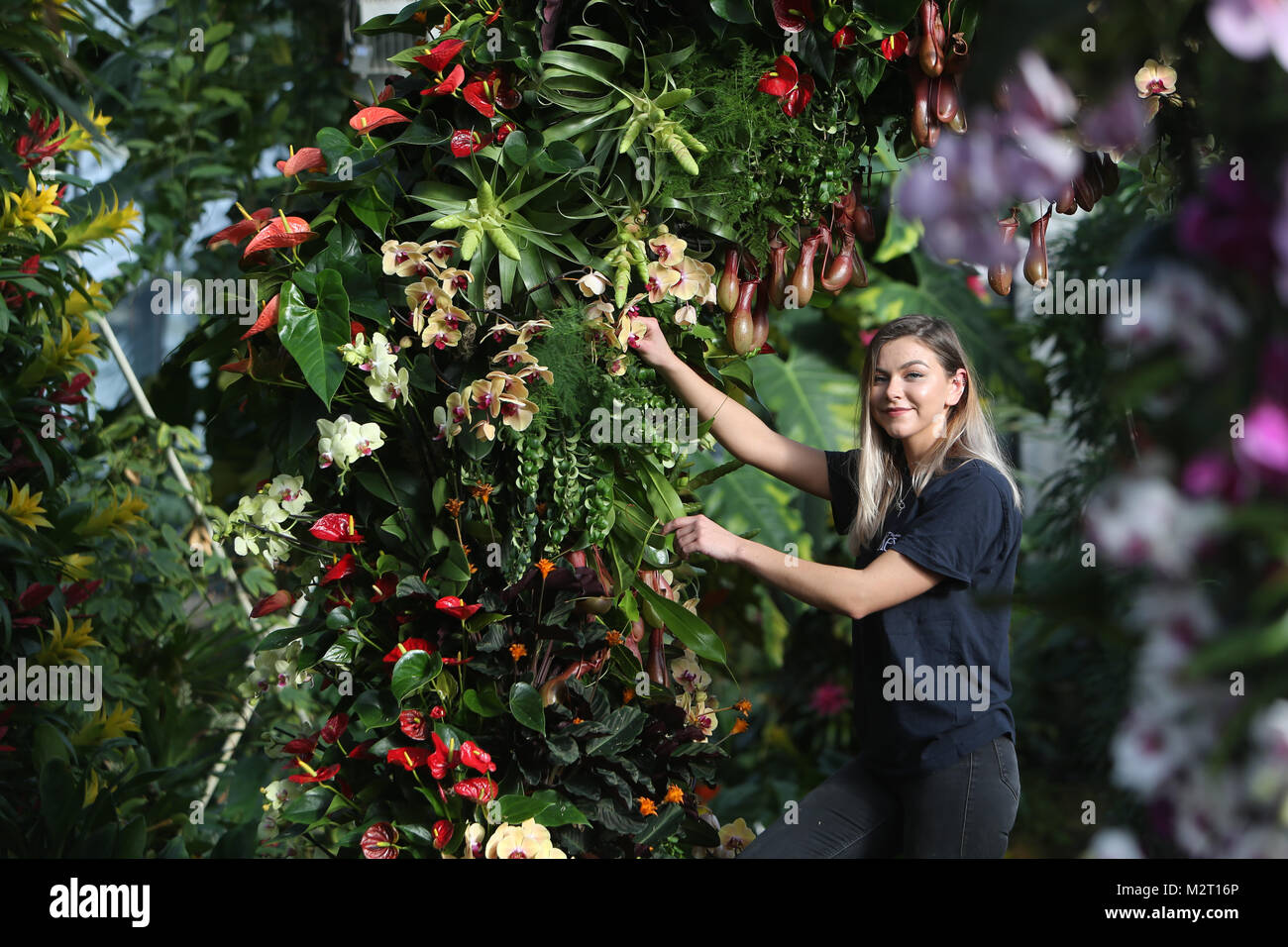 London UK 8 février 2018 Kew gardens se préparer pour le 23h Festival annuel Kew Gardens Orchid.Jennie Forgie de Kew Gradens organiser l'orchidée avant l'ouverture en fin de semaine. crédit : Paul Quezada-Neiman/Alamy Live News Banque D'Images