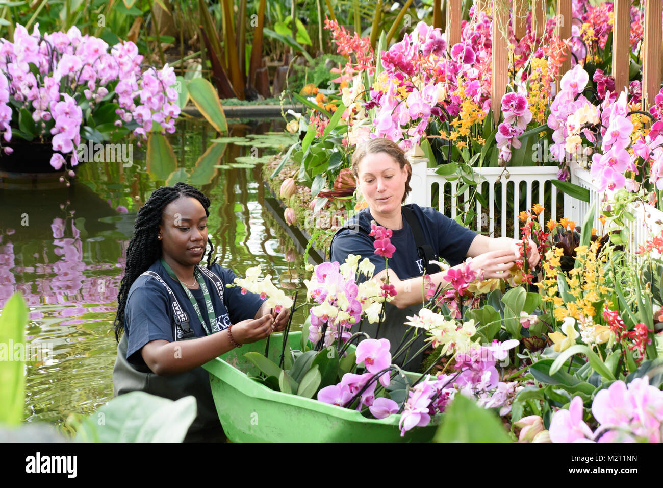 Kew Gardens, London UK. Feb 8, 2018. Les dernières touches sont apportées à un Thaï-Bang Pa-In palace inspiré qui s'élève de l'étang central couvert en rose, jaune et orange orchidées au Princess of Wales conservatory à Kew Gardens. L'affichage est partie de Kew Orchidées Festival, qui se déroule du 10 février au 11 mars. Crédit : Neil Doyle/Alamy Live News Banque D'Images