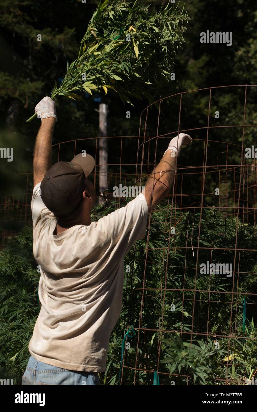 Mendocino County, Californie, USA. 7 Février, 2018. Temps de récolte dans le Nord de la Californie. Petit pot agriculteurs dans les séquoias de Californie vivre simplement, de la vie rurale qui tourne autour de la culture de la marijuana, ainsi que la culture de leurs propres fruits et légumes. Dans le passé, les agriculteurs travaillent pour le marché noir. La plupart des agriculteurs veulent se conformer aux règles de l'état. En date d'aujourd'hui, ils sont à code et avoir tous les permis nécessaires qui sont nécessaires pour se développer. Mais qu'il est légalisé à des fins récréatives, les petits agriculteurs sont poussés par de grandes entités industrielles qui, à son tour, Banque D'Images