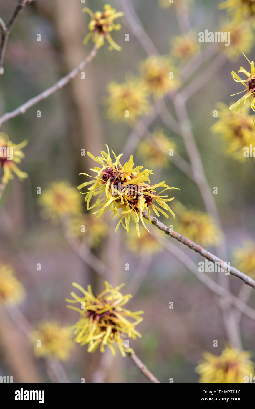 Hamamelis mollis 'Imperialis'. L'hamamélis 'Imperialis' la floraison en hiver. RHS Wisley Gardens, Surrey, UK Banque D'Images