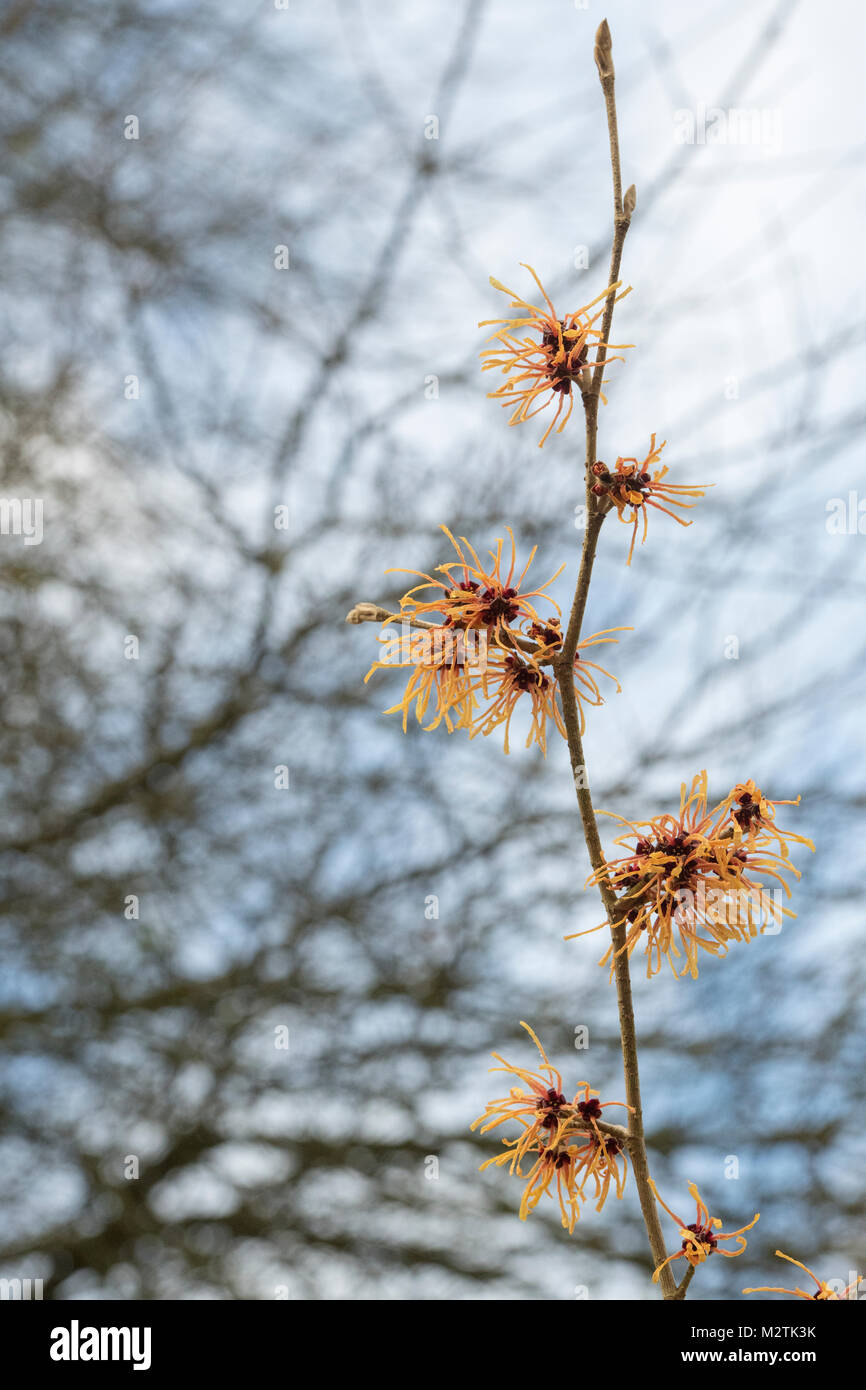 Hamamelis x intermedia 'Aurora'. L'hamamélis 'Aurora' la floraison en hiver. RHS Wisley Gardens, Surrey, UK Banque D'Images