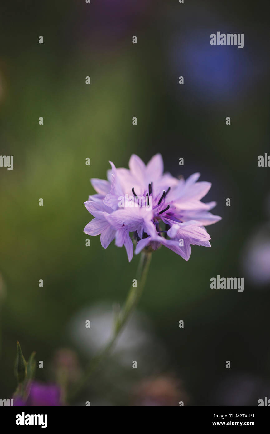 Fleurs d'été prés sur le bord des routes dans la région de Bielefeld, Banque D'Images
