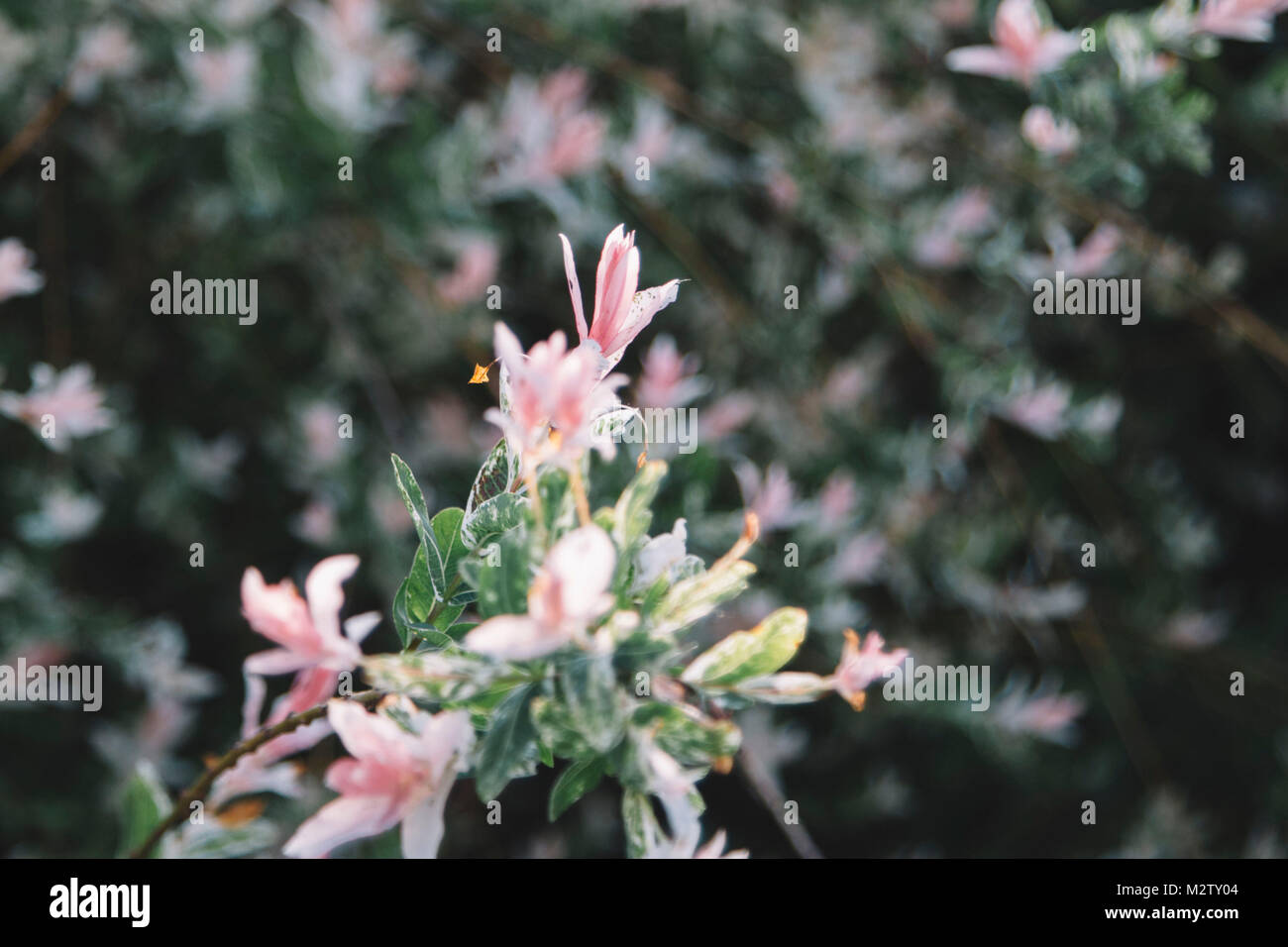 Nana' weigela Variegata' Banque D'Images