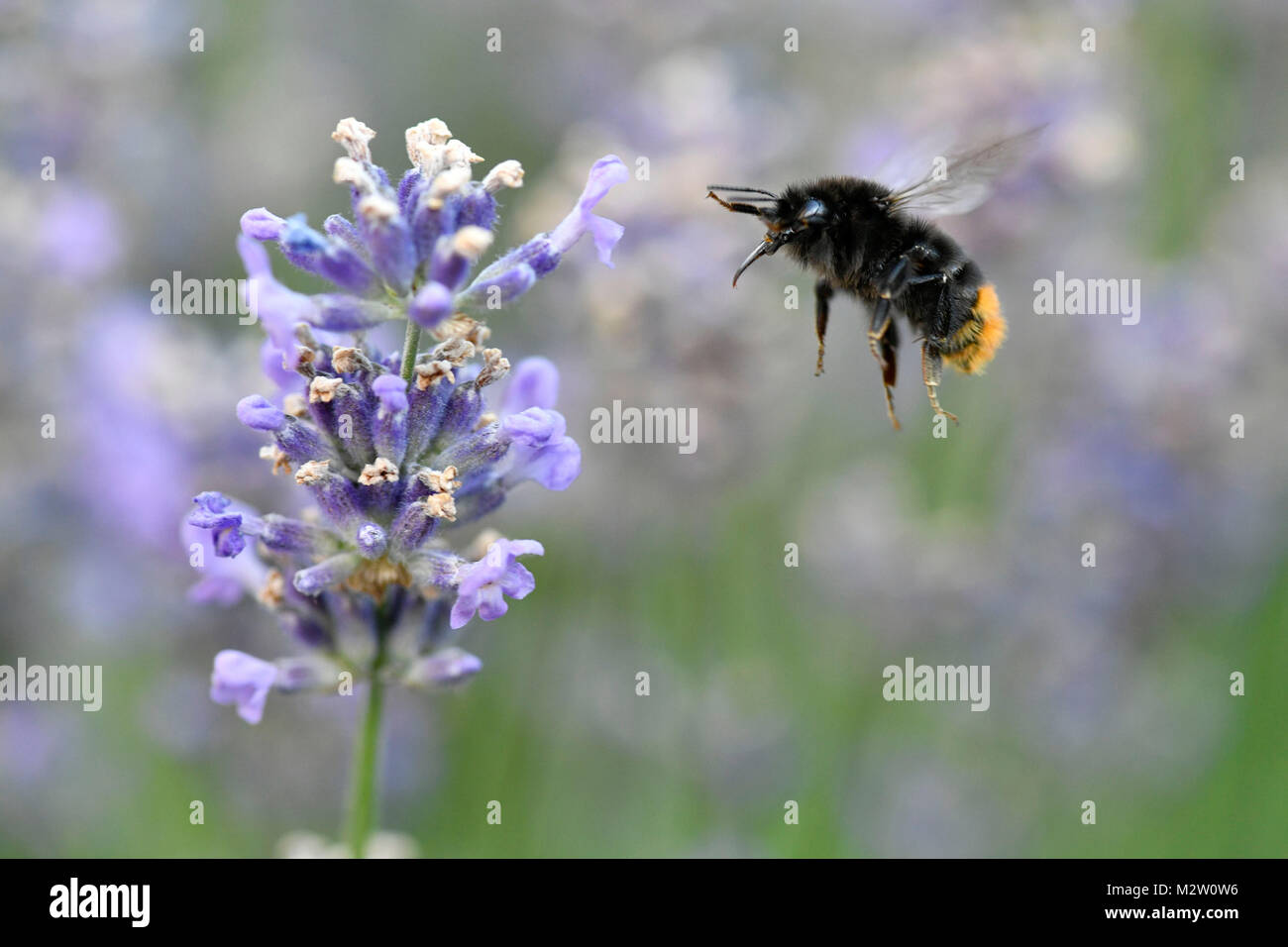 Au début tout en floungers, bumblebee Bombus pratorum commun, lavande, Lavandula angustifolia Banque D'Images