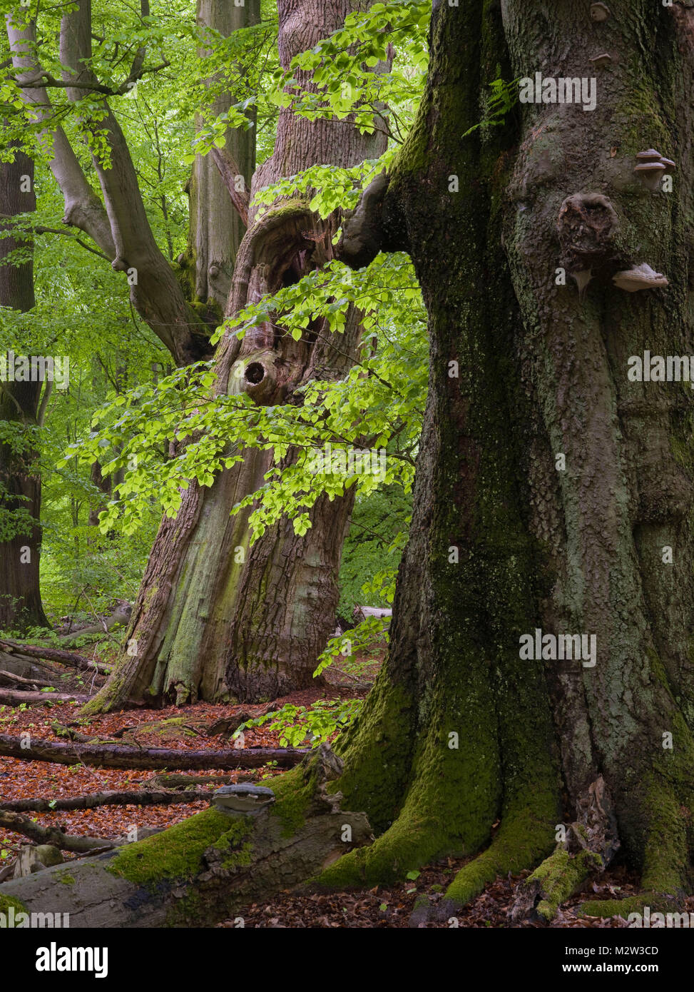 De vieux arbres dans l'Urwald Sababurg, Reinhardswald, Hesse, Allemagne Banque D'Images