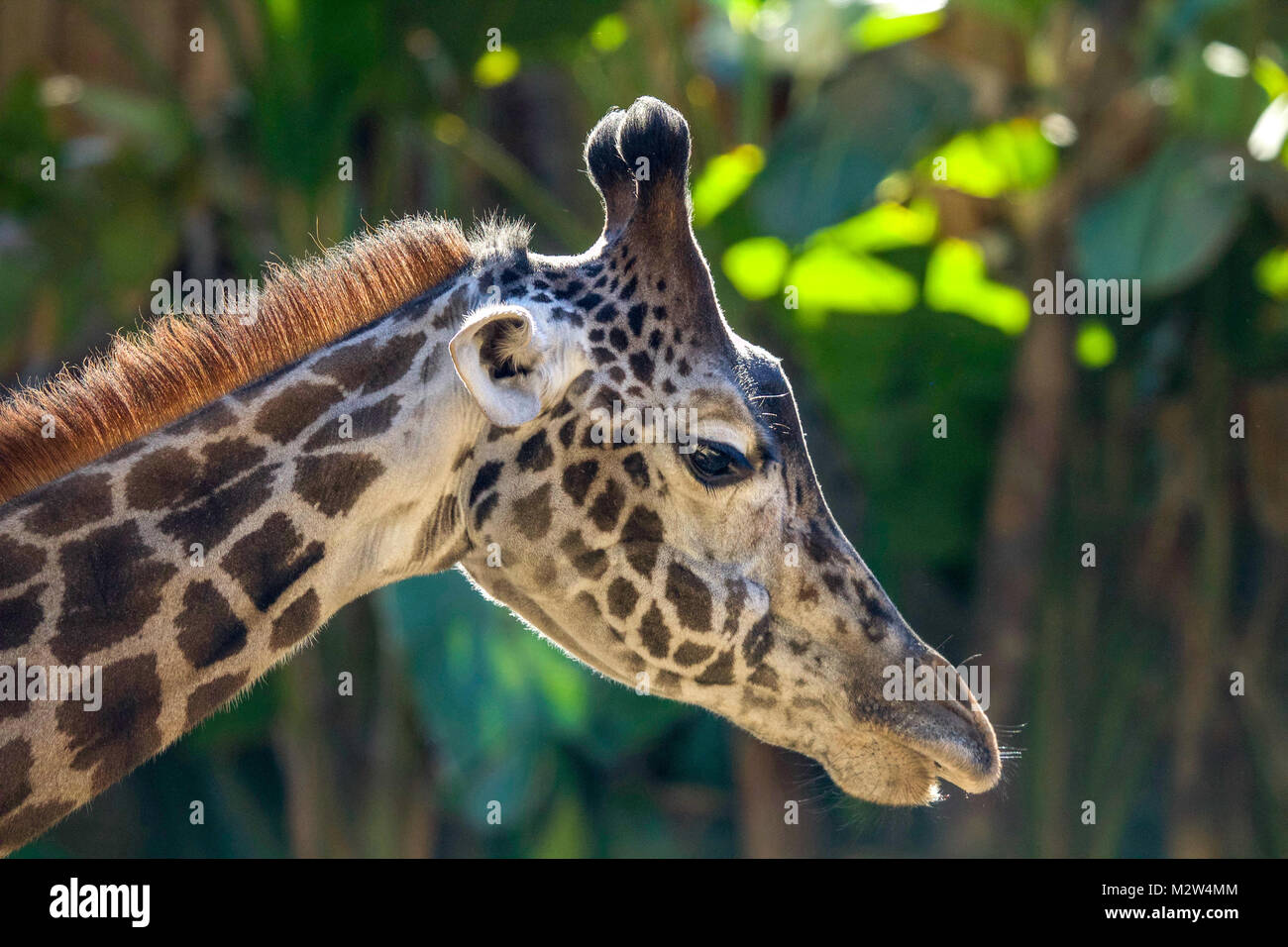 Close up de tête de girafe Banque D'Images