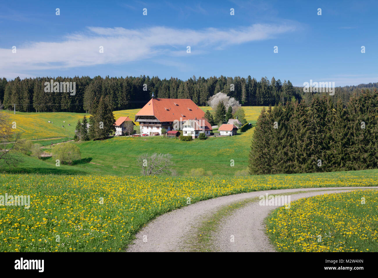 Unterfallengrundhof au printemps, Techentin, Forêt-Noire, Bade-Wurtemberg, Allemagne Banque D'Images